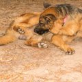 犬が性器（陰部）を…