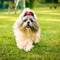 犬の毛は結んでもい…