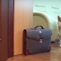 お散歩に行きたくな…