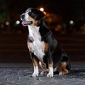 犬と夜のお散歩をす…