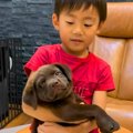 子犬を抱っこできな…