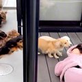 『数十匹の犬たちは…