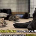 保護子猫7匹の面倒を…