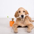 犬にとって絶対NGな…