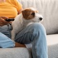 犬がテレビに興味を…