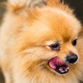 犬が舌なめずりをす…