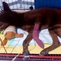 炎天下でロープに繋…