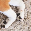 そもそも犬の肉球っ…