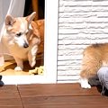 子犬が『ウッドデッ…