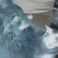 犬の怖い話まとめ
