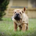 皮膚がシワシワな犬…