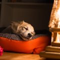 犬が『熟睡できる環…
