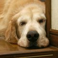 犬が『脱水状態』に…