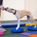 理学療法を受けた犬…