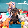 犬に『洋服』って着…