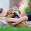犬が撫でてほしい時…