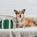 犬が喜んでくれる『…