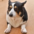 犬にフローリングはN…