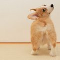 犬が『おしりをぶつ…