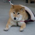 犬が散歩中に寝転ん…