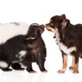 室内犬を飼っている…