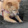愛犬が地面を『ホリ…