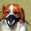 犬にとって「口輪」…