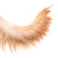 犬の『しっぽの動き…