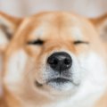犬のヒゲは触っても…