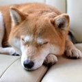夏の車内に犬を放置…