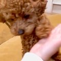子犬に『おて』を習…