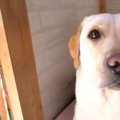 せまいです…小屋に侵…