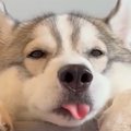 眠たそうにしている…