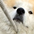 散歩中に動かなくな…