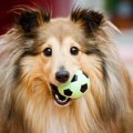 不器用な犬が飼い主…