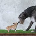 小型犬と大型犬の多…