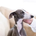 犬が飼い主のことを…