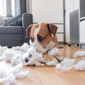 犬がコレをしていた…