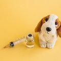 犬を飼ったら必ず果…