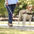 犬の『寿命』は犬種…
