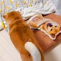 犬が『布団に入るク…