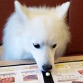 【話題】焼き肉屋に…