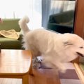 超大型犬をお風呂に…