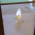 庭にいる犬を呼んだ…