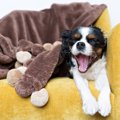 犬は寝るとき、明る…