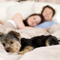 愛犬の嫉妬スイッチ…
