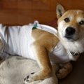 犬にとって危険な『…