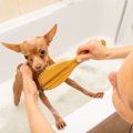 犬用シャンプーブラ…