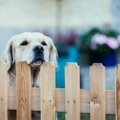 犬が通り過ぎる人に…