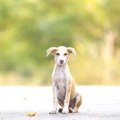 犬を拾ったらどうし…